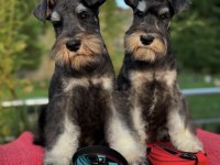 Miniature Schnauzer Black and Silver (FCI Pedigree)