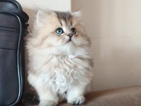 Harika british longhair yavrumuz