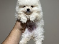 Pomeranian Yavrular Sıfır Boy Kg Garantili