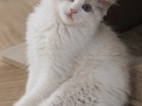 SECERELİ RAGDOLL YAVRULAR