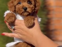 Toy Poodle Yavru