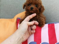 Ankaranın en güzel kore toy poodle yavruları