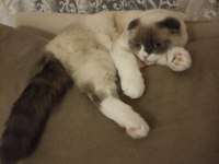ÜCRETSİZ scottish fold oğlumuza yeni yuva arıyoruz
