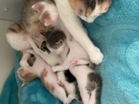 4 tane 2 aylık yavru kediler yuva arıyoruz