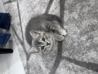 İki aylık british shorthair yeni sahiplerine hazır