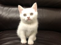 SAFKAN BRİTİSH SHORTHAİR