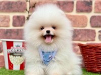 Safkan pomeranian yavrular
