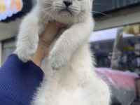 British shorthair blue point erkek dişi kardeşler