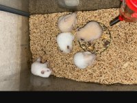 Bebek Hamster