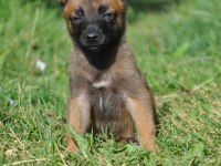 Belçika Malinois Yavrularımız Evinizin Neşesi Olacaktır
