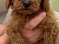 KALİTELİ TOY POODLE YAVRULAR
