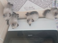 4 tane yavru kedilerimizi sahiplendirmek istiyoruz