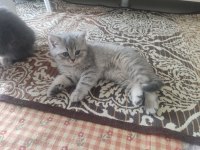 2 tane british shorthair
