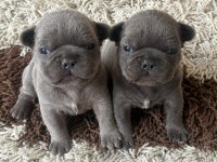 En Güzeli İçin Ulaşın Mükemmel French Bulldog Bebekler