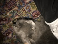 yavru british shorthair bulutumuza yeni sahip arıyoruz