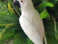 Safkan oyuncu kakadu papağanlarımız mevcuttur