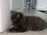 Eğitimli erkek british longhair yavrumuz