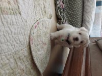 Sıfır numara şecereli yavru köpekler