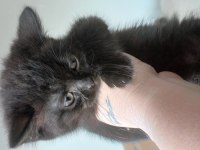ADANA YAVRU KEDİLER TESLİME HAZIR