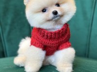 Pomeranian yavrularımız gelmiştir