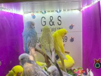 30 35 günlük bebek muhabbet kuşu yavrular