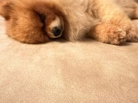 Pomeranian oğlumuz yeni eş adaylarını aramaktadır