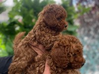 SAFKAN RED BROWN TOY POODLE