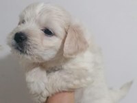 Maltipoo bebekler teslime hazır