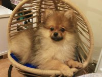 Pomeranian boo köpeği