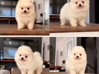 Mersin Pomeranian Boo Mini Köpeği