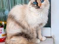 Ücretsiz Ragdoll Kedimiz