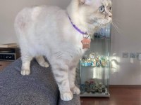 Kızlarımız sahiplendirilicektir british shorthair