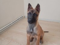 Safkan Malinois Yavrularımız