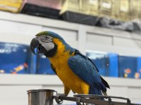 BELGELİ ÇİPLİ SARI MAVİ ARA MACAW MUTASYON