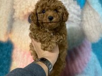 Kilo garantili red toy poodle