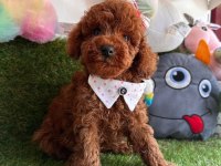 Safkan Toy Poodle Bebekler