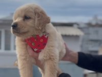 Baby Face Golden Retriever