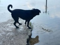 2 yaşında ücretsiz köpeğimiz