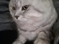 4 yaşında erkek scottish fold ücretsiz sahiplendirilecek