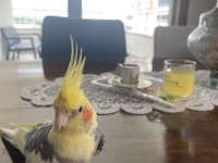 Konuşkan sultan papağanı