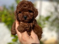 A KALİTE ORJİNAL TOY POODLE