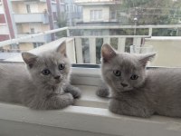 BRİTİSH SHORTHAİR SAHİPLENDİRME
