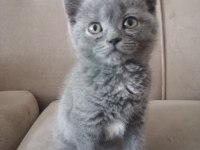 BRİTİSH SHORTHAİR KEDİMİZ BAŞLANGIÇ SETİ HEDİYELİ