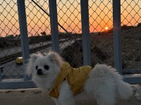 Pomeranian köpeği 5 aylık