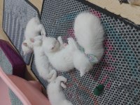 British Shorthair Ballar Hazırlar