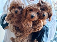 Poodle minnaklarımıza yuva arıyoruz