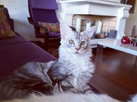 Safkan Maine Coon
