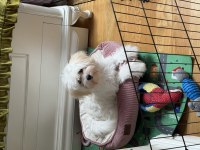 Maltipoo köpeğimiz Kuki