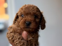 Tüy dökmeyen minicik toy poodle yavrular
