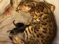 Erkek ve dişi bengal kedisi yavrularımızı sahiplendiriyoruz
